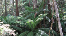 Forests and Plantations